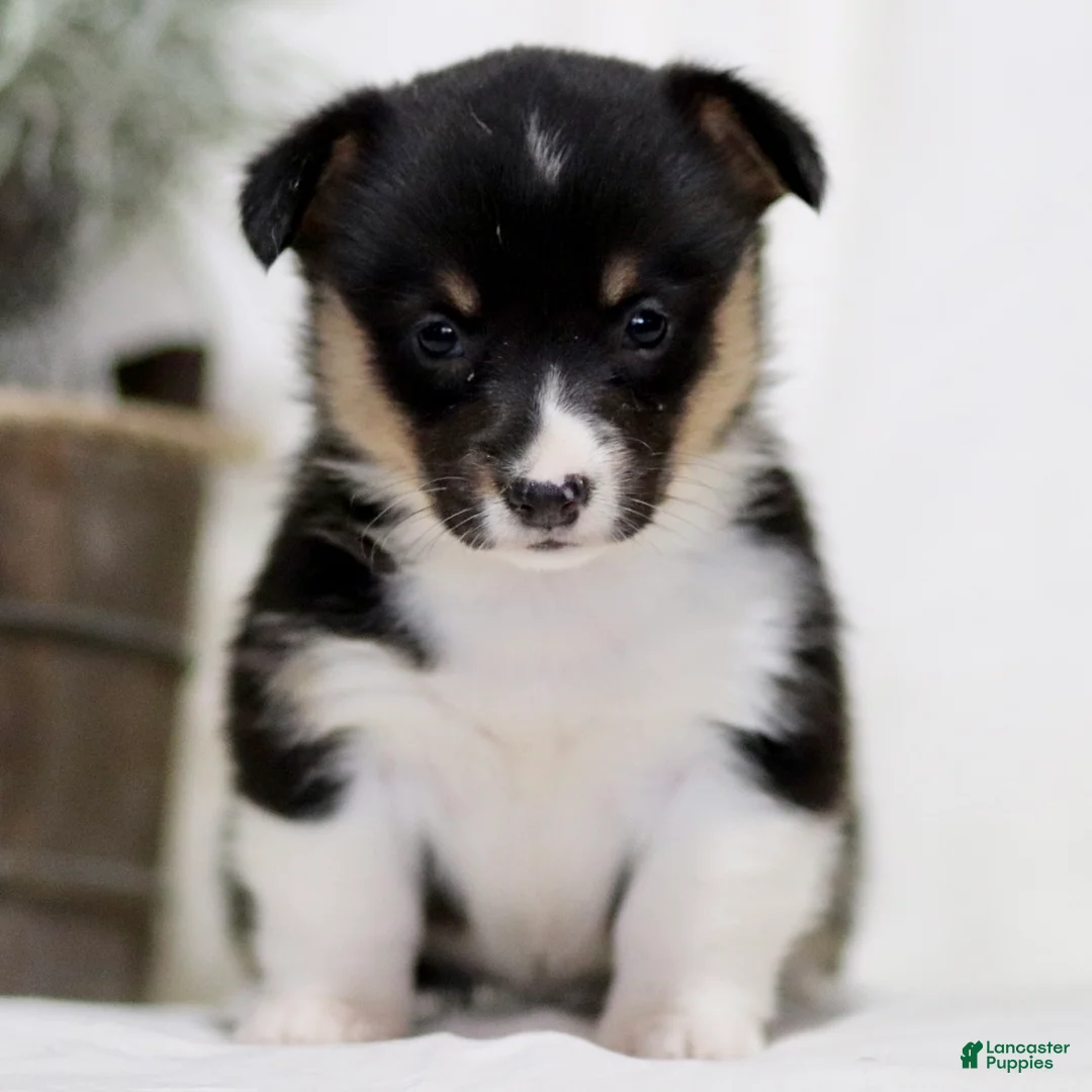 American Corgi dogs for sale: Jenna - Ad 2