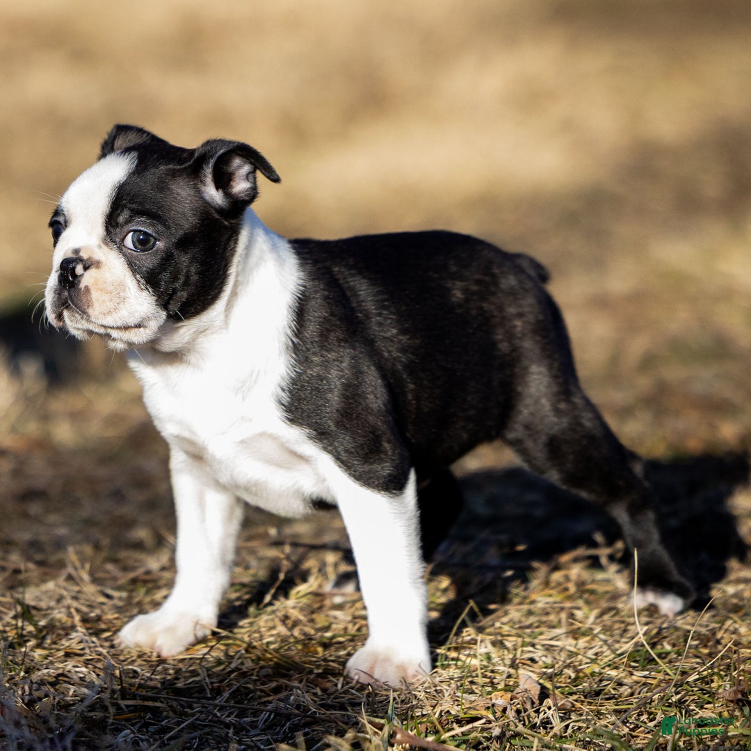 Boston Terrier dogs for sale: Ryan a Boston Terrier Puppy  - Ad 4