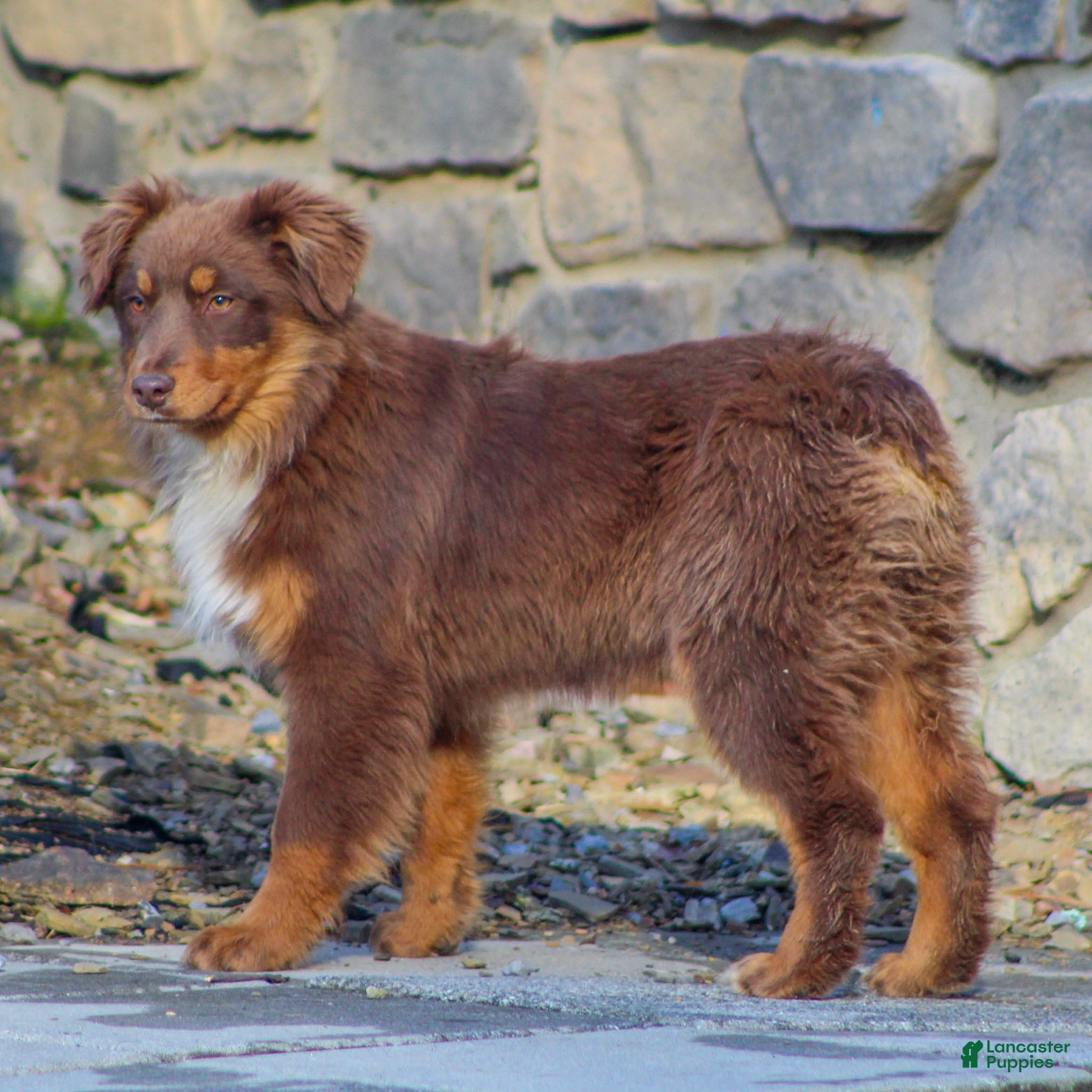 Mixed Breed dogs Millie - Ad 2
