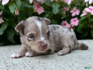 Chihuahua dogs Leo - Ad 26