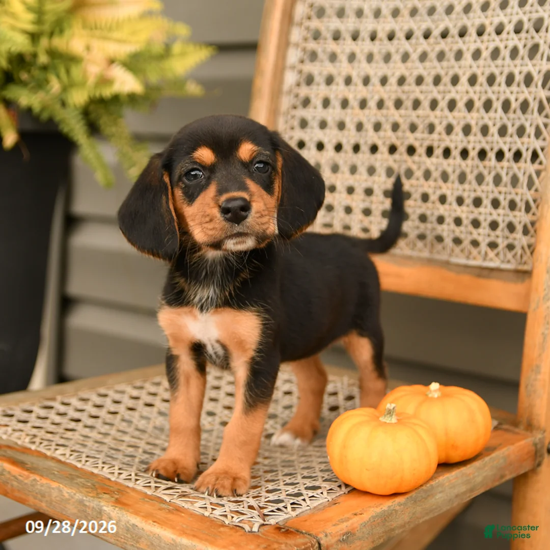 Beagle dogs for sale: Riley - Ad 1