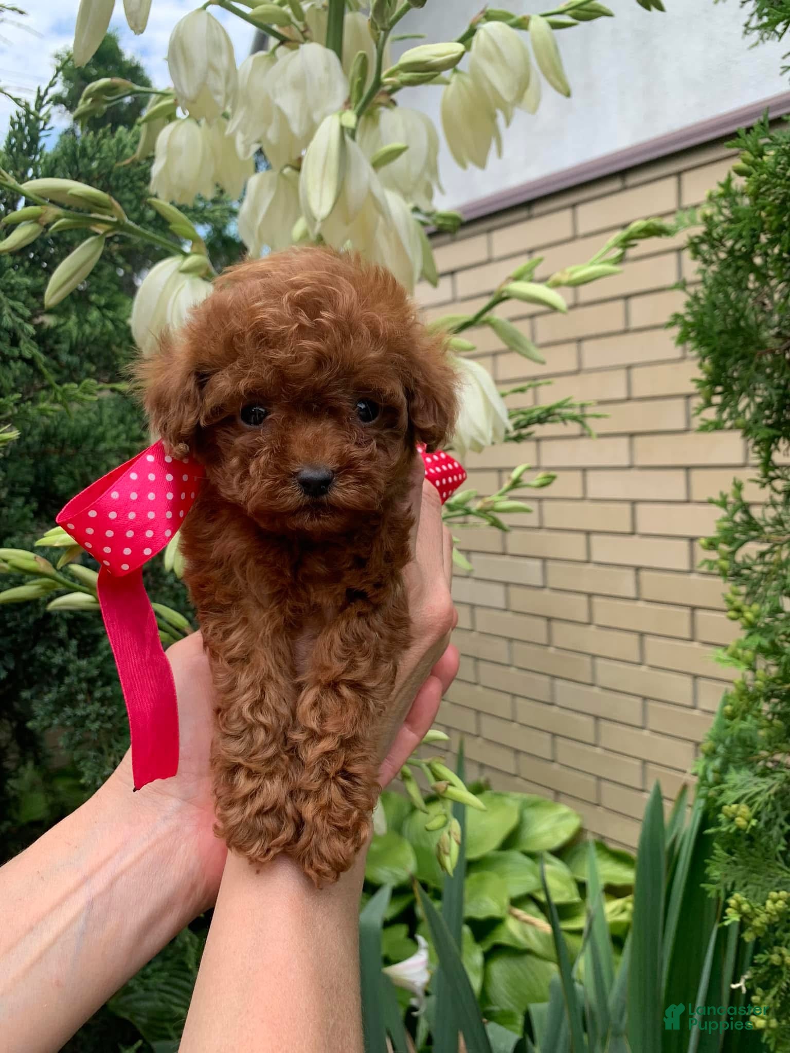 Toy Poodle dogs Lisa - Ad 1