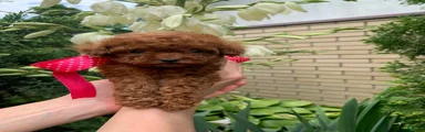 Lisa
