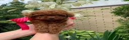 Toy Poodle dogs for sale: Lisa - Ad 1