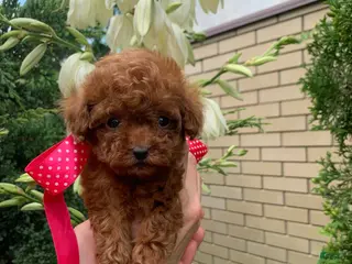 Toy Poodle dogs Lisa - Ad 1