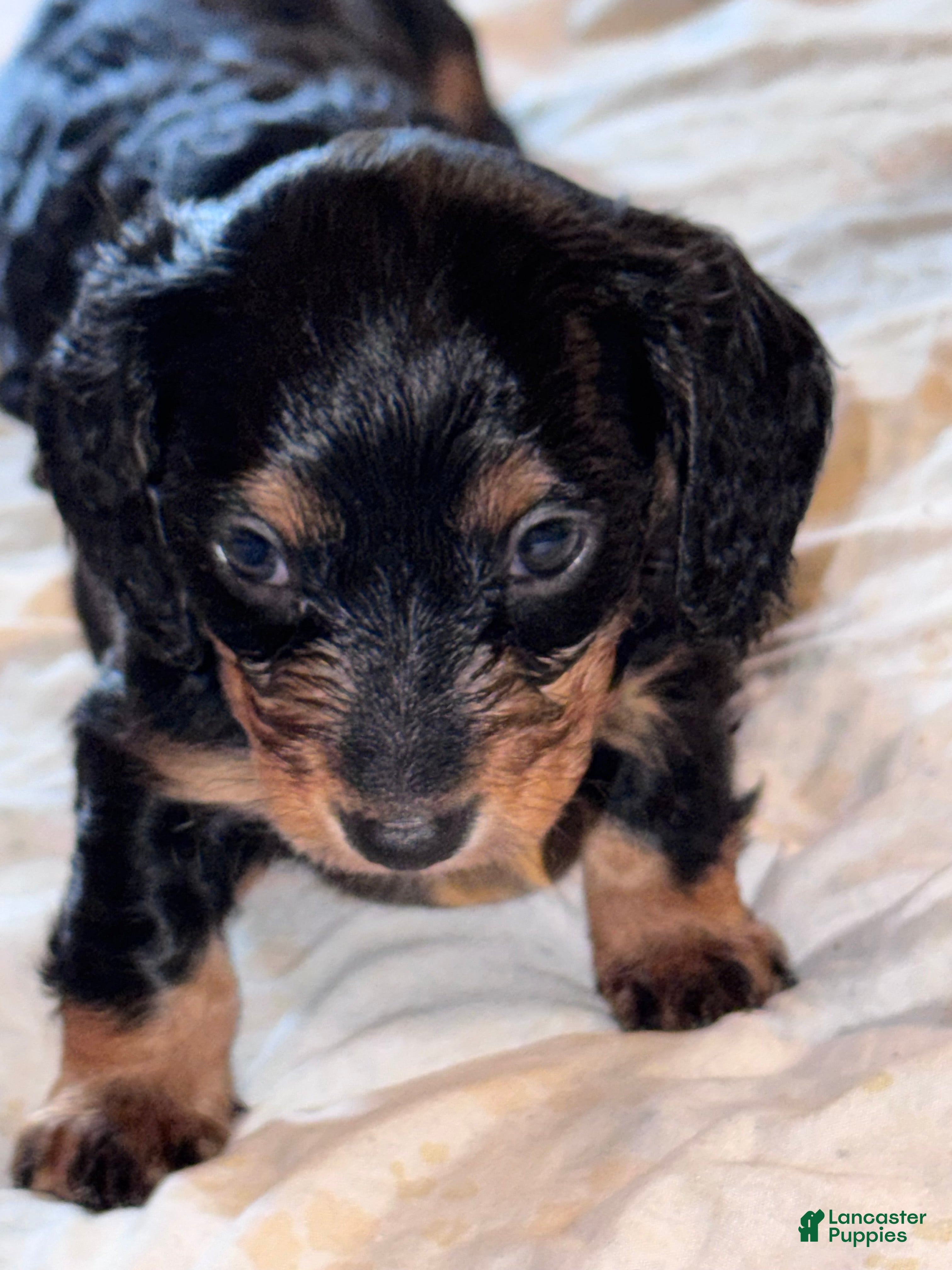 Miniature Dachshund dogs Jesse - Ad 13