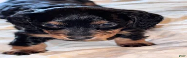 Jesse