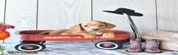 Miniature Dachshund dogs for sale: Reba - Ad 3