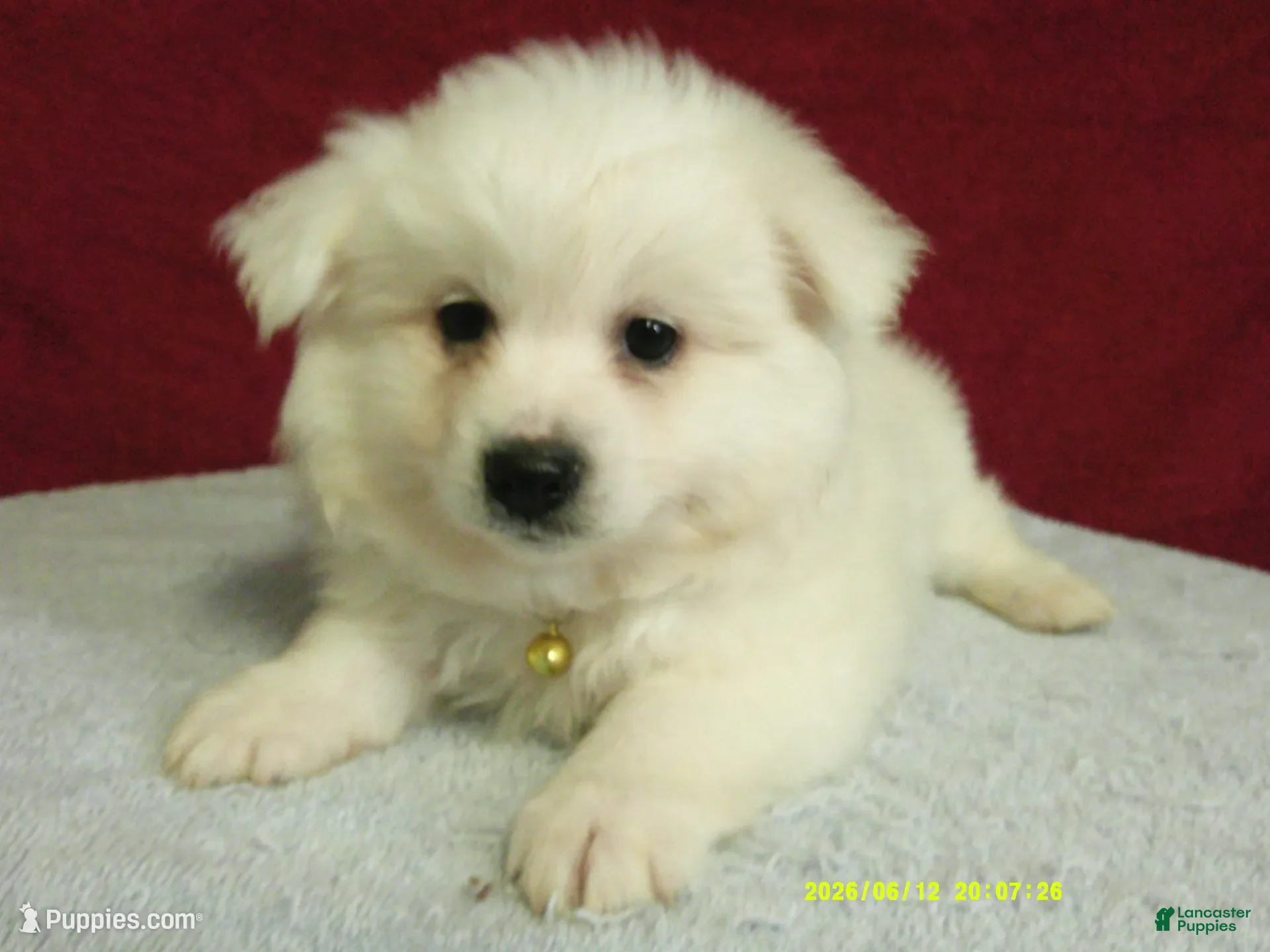 American Eskimo dogs S - Yellow - Ad 2