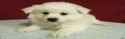 American Eskimo dogs for sale: S - Yellow - Ad 2