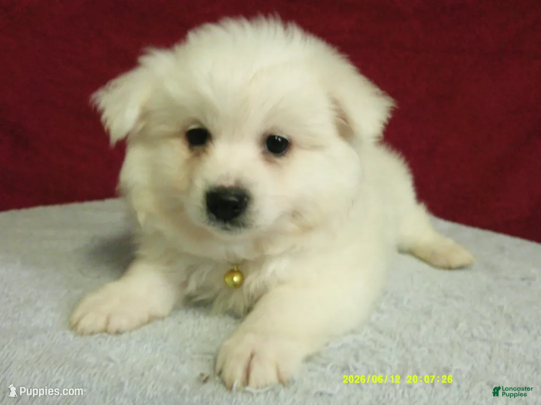 American Eskimo dogs for sale: S - Yellow - Ad 2