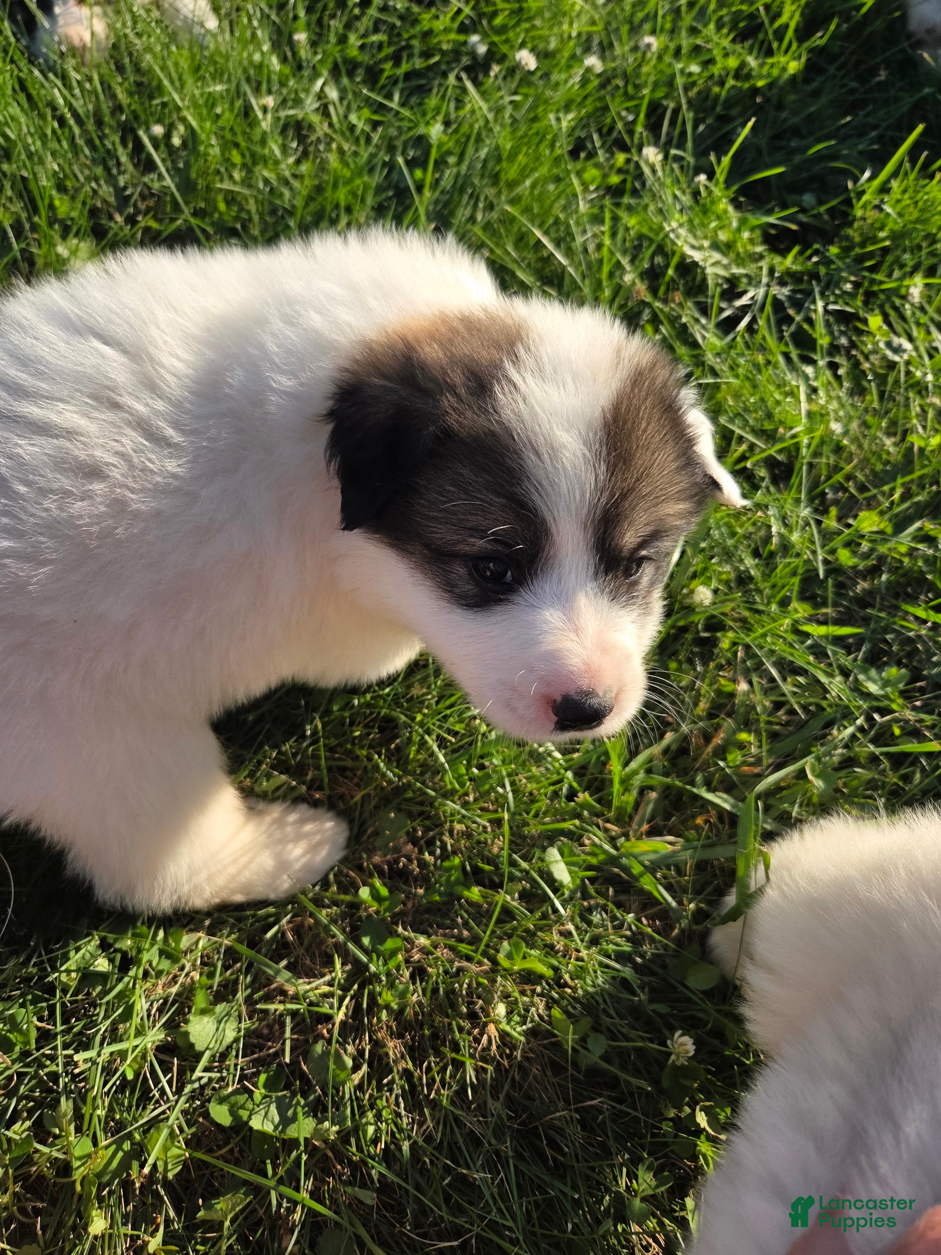 Great Pyrenees dogs George - Ad 2