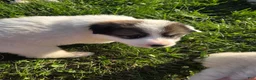 Great Pyrenees dogs for sale: George - Ad 2