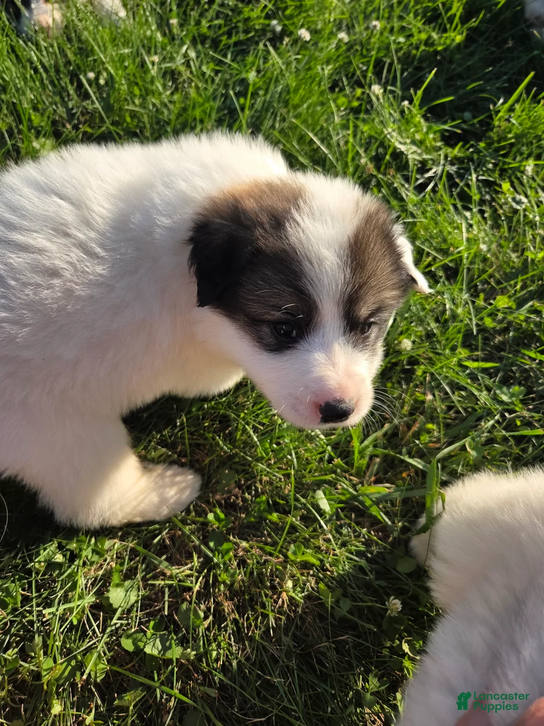 Great Pyrenees dogs for sale: George - Ad 2