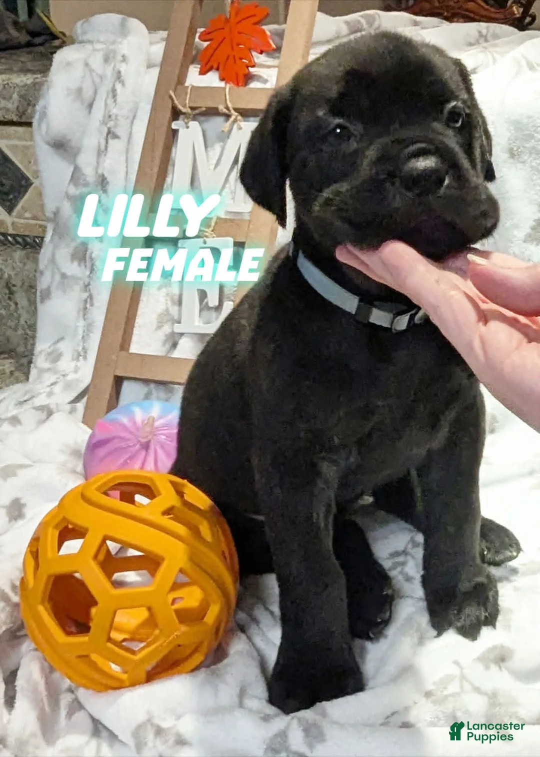 Cane Corso dogs for sale: Lilly - Ad 1