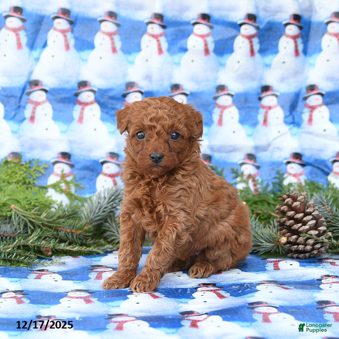 Miniature Poodle dogs for sale: Lulu - Ad 2