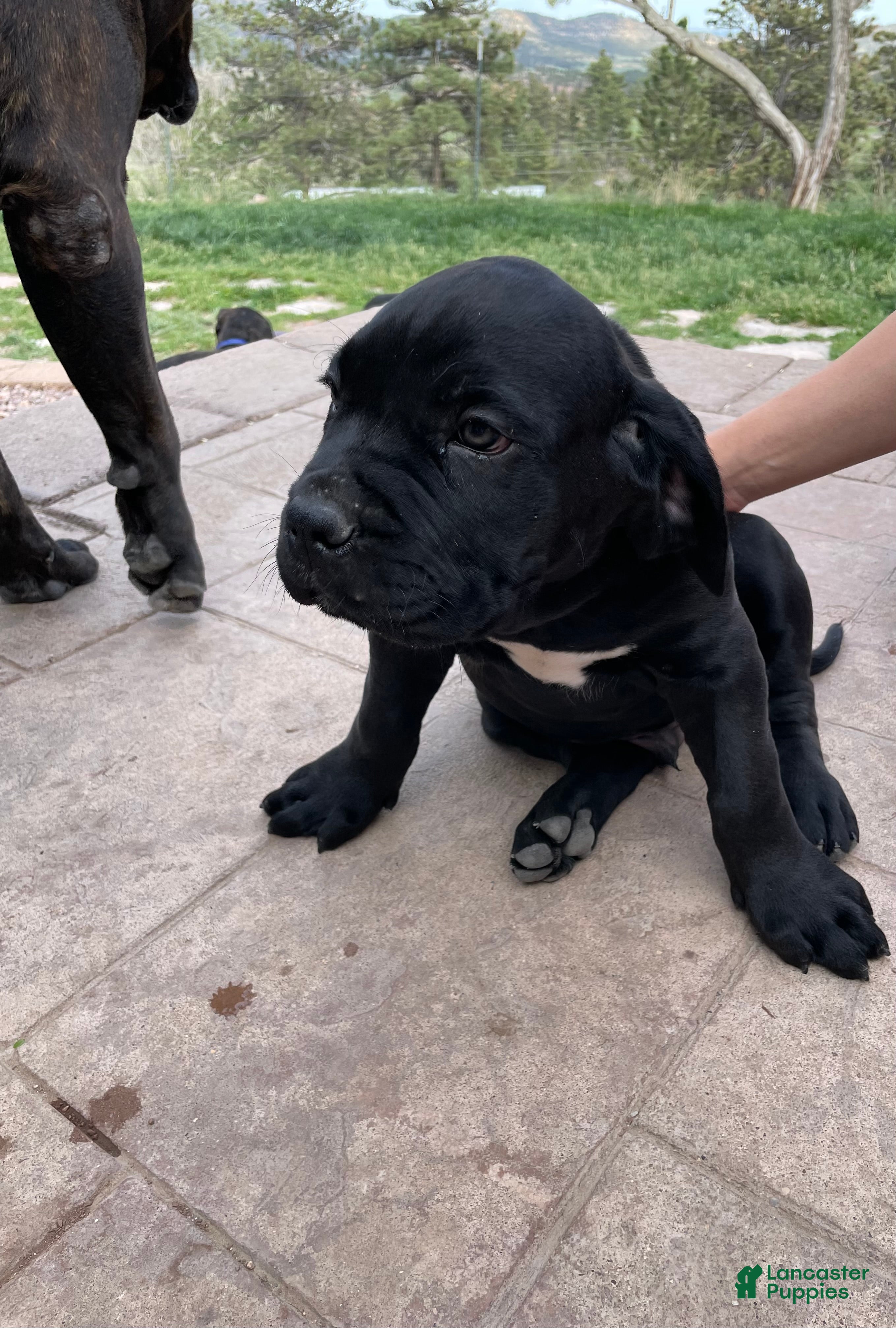 Cane Corso dogs Cane Corso Puppy 5 - Ad 1