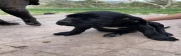 Cane Corso dogs for sale: Cane Corso Puppy 5 - Ad 1
