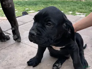 Cane Corso dogs for sale: Cane Corso Puppy 5 - Ad 1