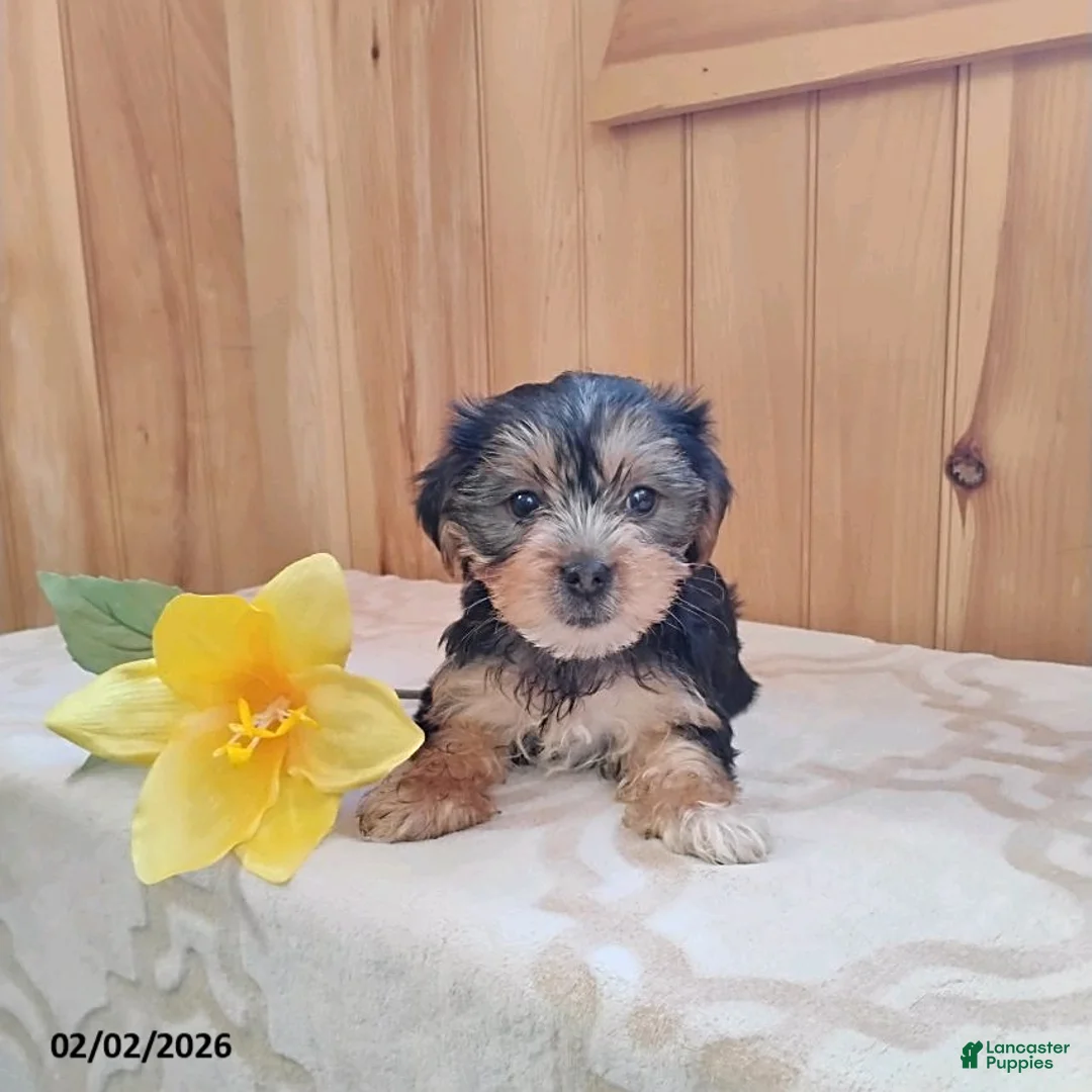 Yorkshire Terrier dogs for sale: Amber - Ad 3