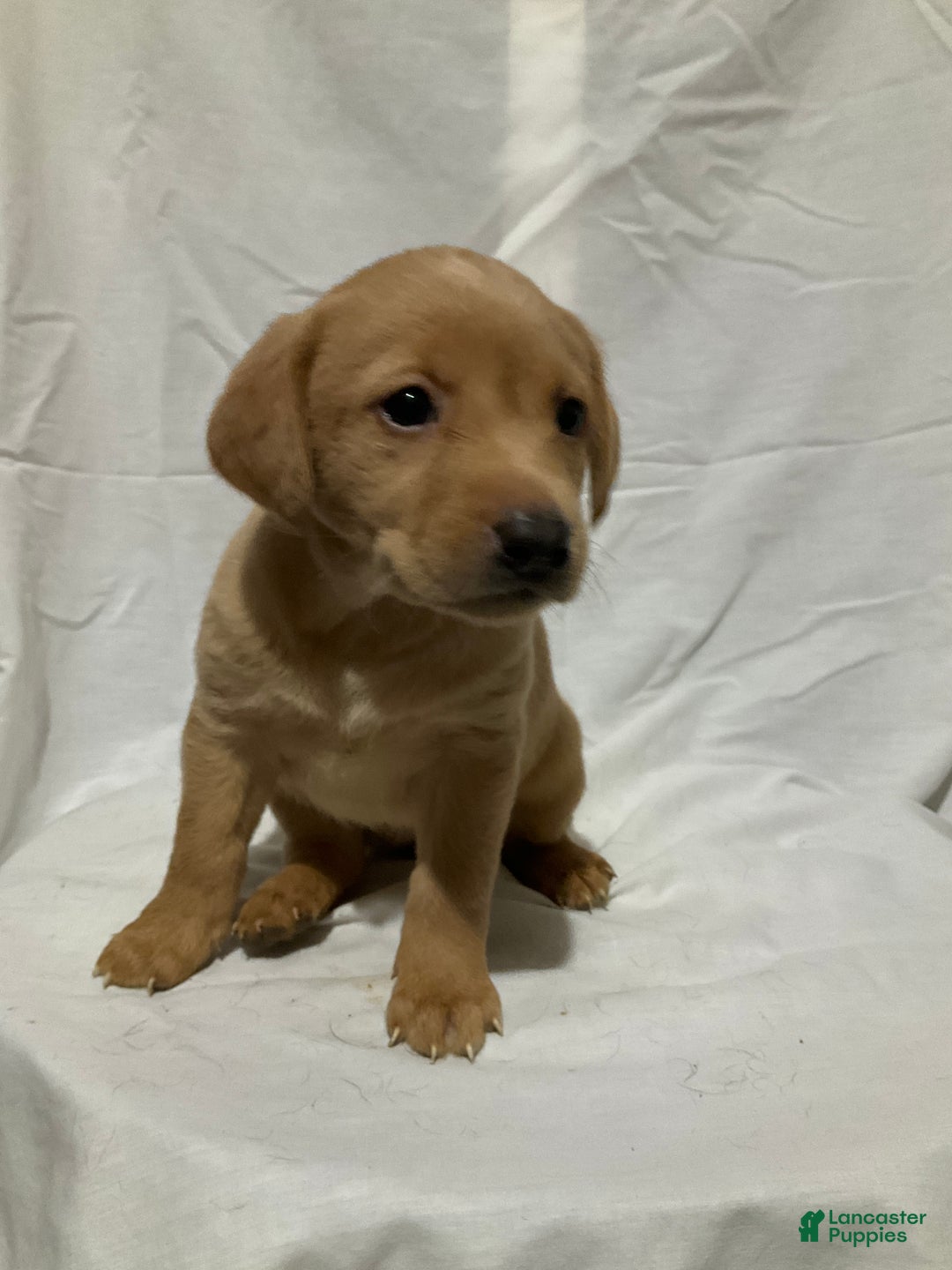 Labrador Retriever dogs for sale: Stella - Ad 3