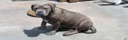American Bully dogs for sale: American Bully Puppy NOVA - Ad 3