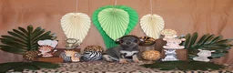 Chihuahua dogs for sale: Wendall - Ad 3