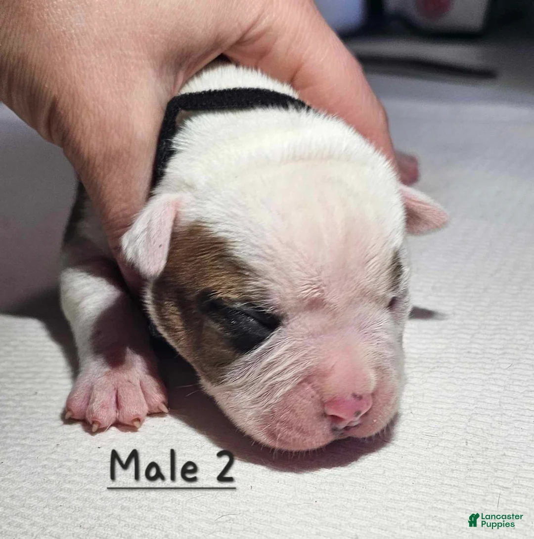 American Bulldog dogs for sale: American Bulldog Puppy 7 - Ad 1