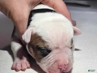 American Bulldog dogs American Bulldog Puppy 7 - Ad 8