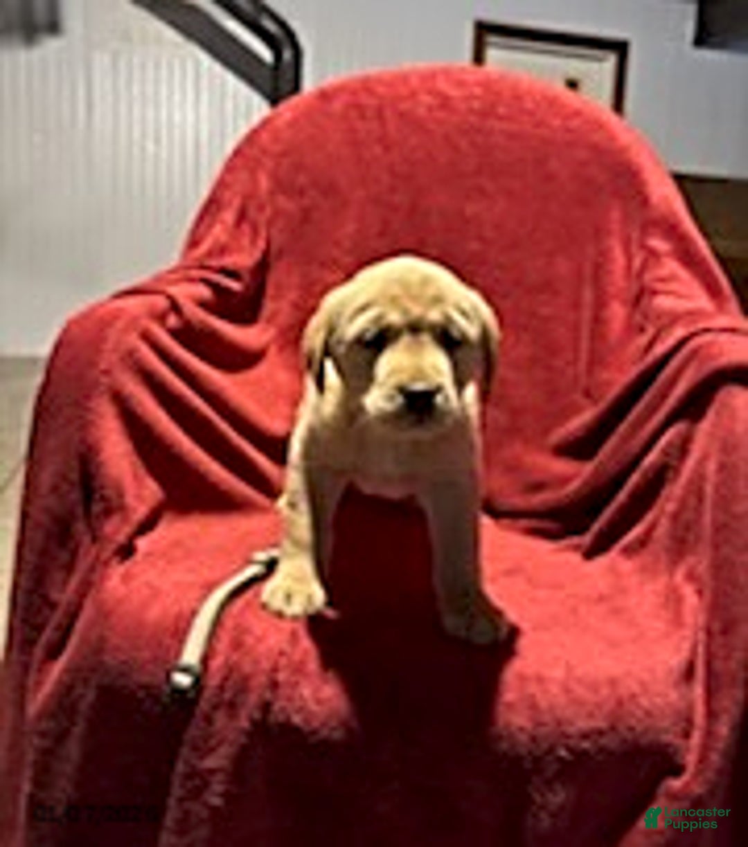 Goldador dogs for sale: Ava - Ad 6