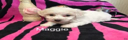 Bichon Frise dogs for sale: Bichon Frise 3 Maggie - Ad 2