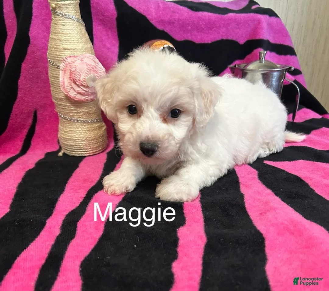 Bichon Frise dogs for sale: Bichon Frise 3 Maggie - Ad 2