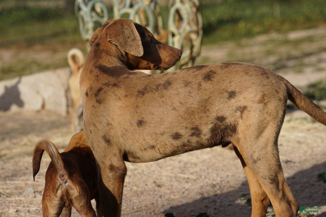 Mixed Breed dogs for sale: Lilac Fawn Merle M1 RT - Ad 29