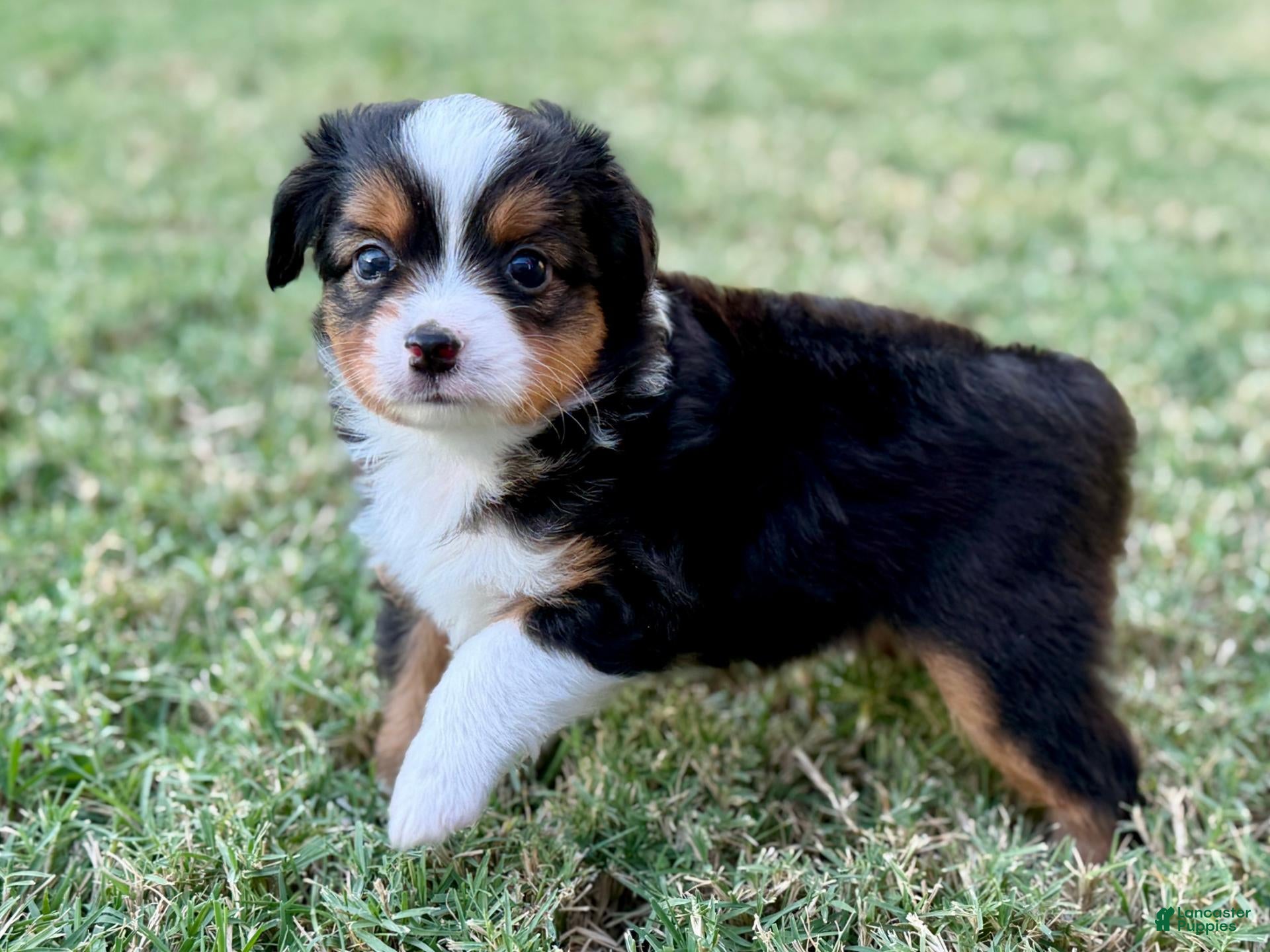 Toy Australian Shepherd dogs for sale: Luigi - Ad 1