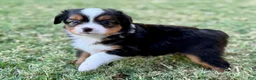 Toy Australian Shepherd dogs for sale: Luigi - Ad 1
