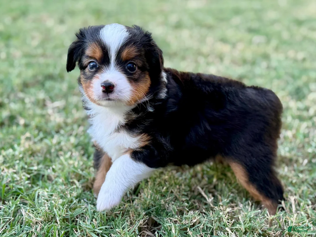 Toy Australian Shepherd dogs for sale: Luigi - Ad 1