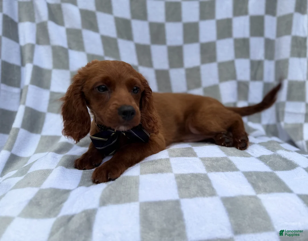 Cavapoo dogs for sale: Domino - Ad 2