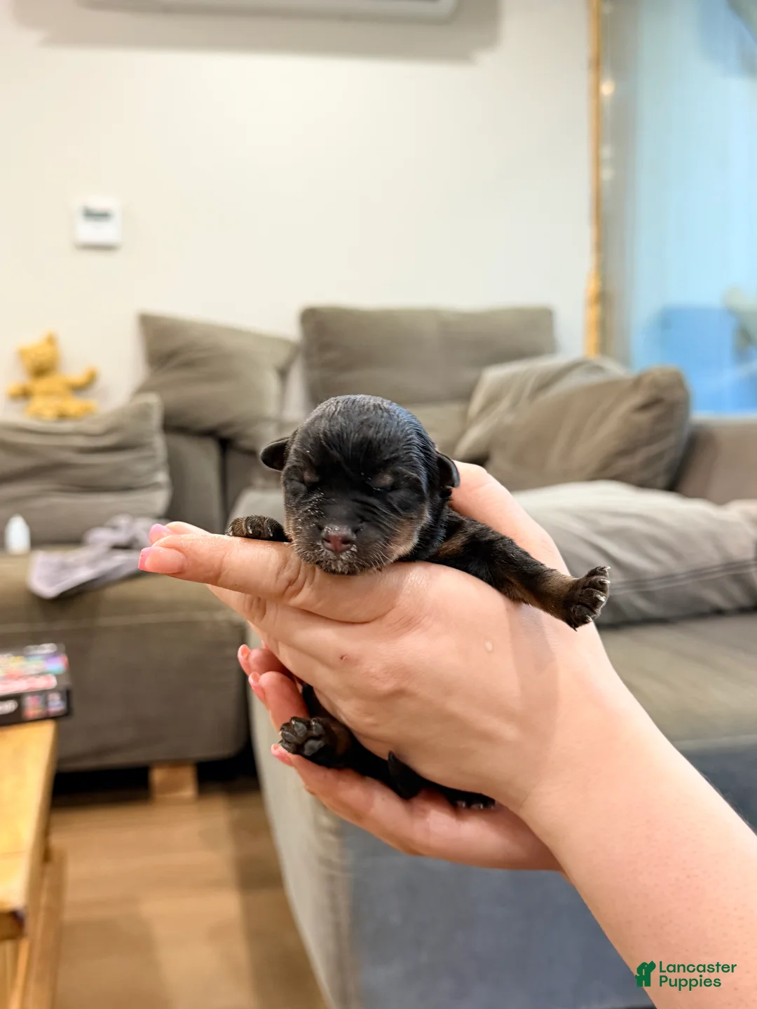 Rottweiler dogs for sale: Rottweiler 10 - Ad 1