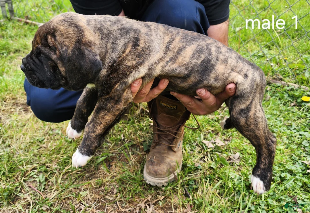 Mixed Breed dogs for sale: Mixed Breed Puppy 1 - Ad 2