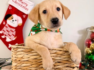 Labrador Retriever dogs Lenny - Ad 34