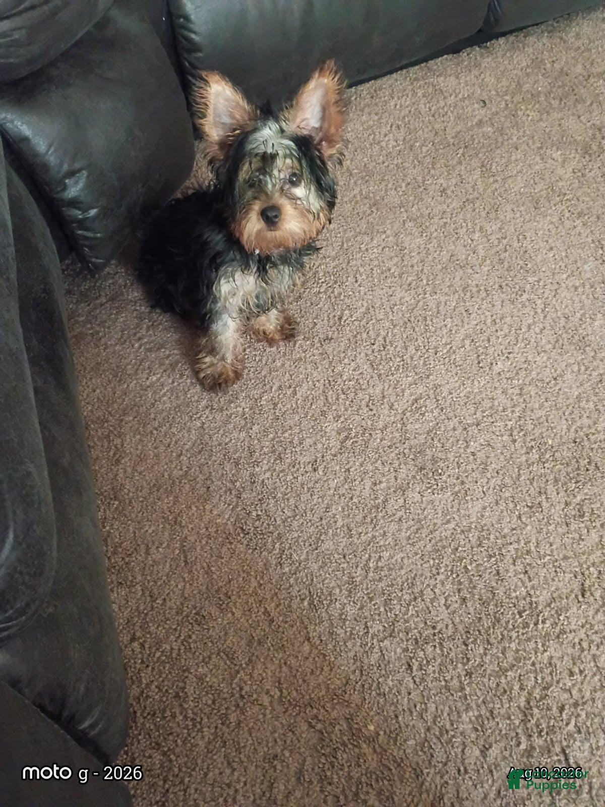 Yorkshire Terrier dogs Girl - Ad 1