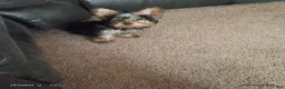 Yorkshire Terrier dogs for sale: Girl - Ad 1
