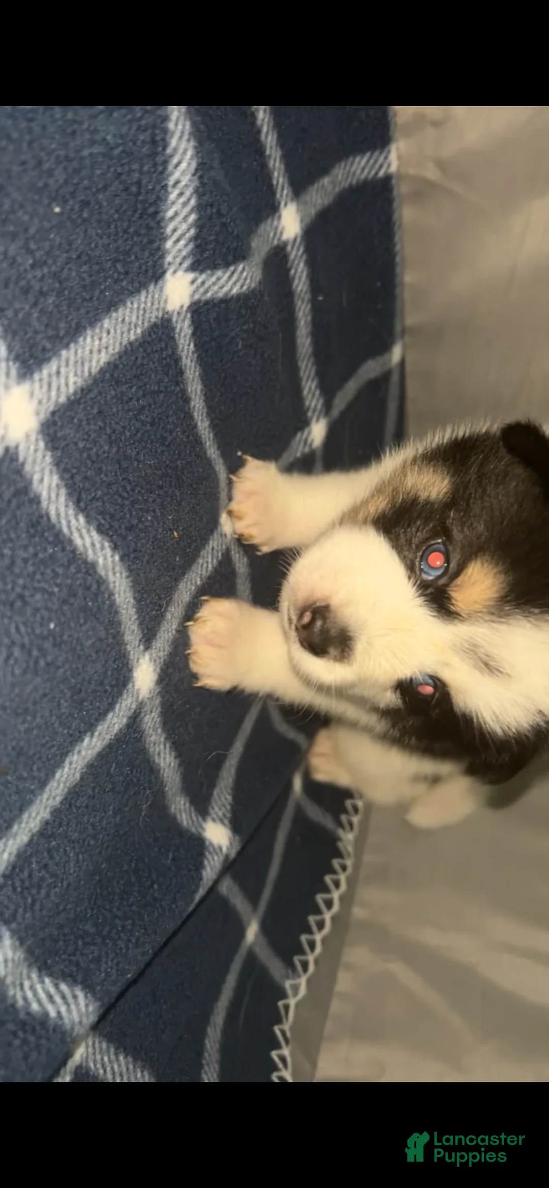 Pomsky dogs for sale: Daisy  - Ad 1