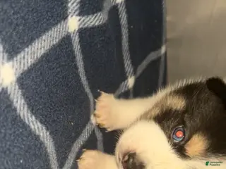 Pomsky dogs Daisy - Ad 10