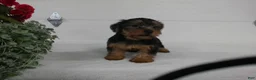 Yorkshire Terrier dogs for sale: Bella - Ad 8