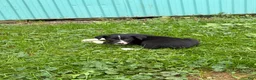 Border Collie dogs for sale: Bob Border Collie  - Ad 2