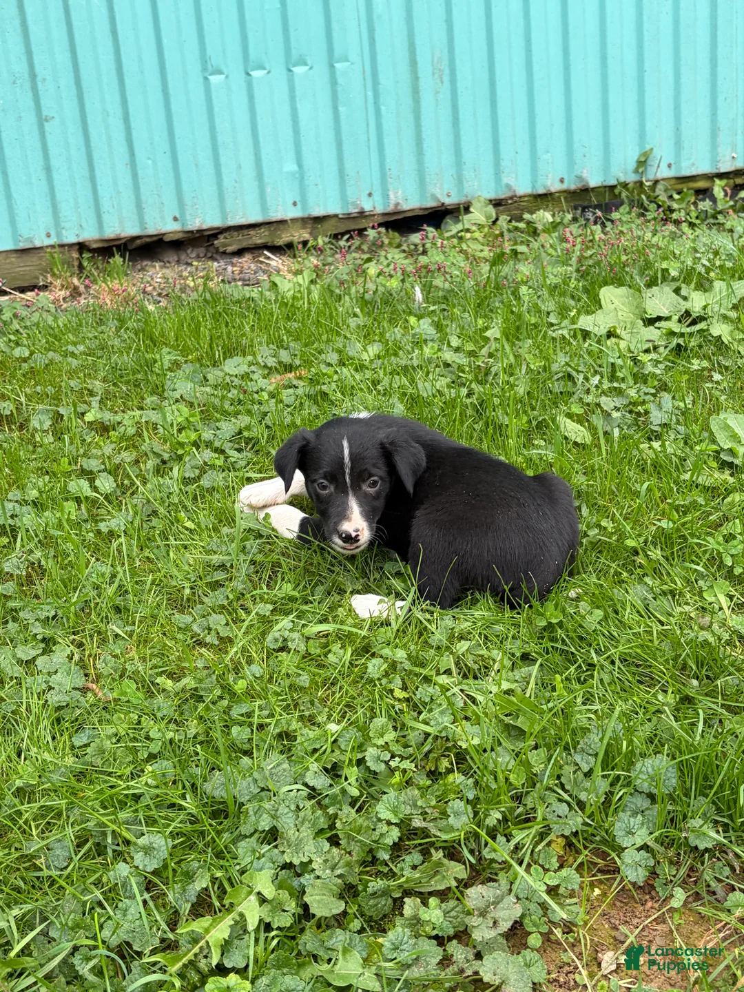 Border Collie dogs for sale: Bob Border Collie  - Ad 2