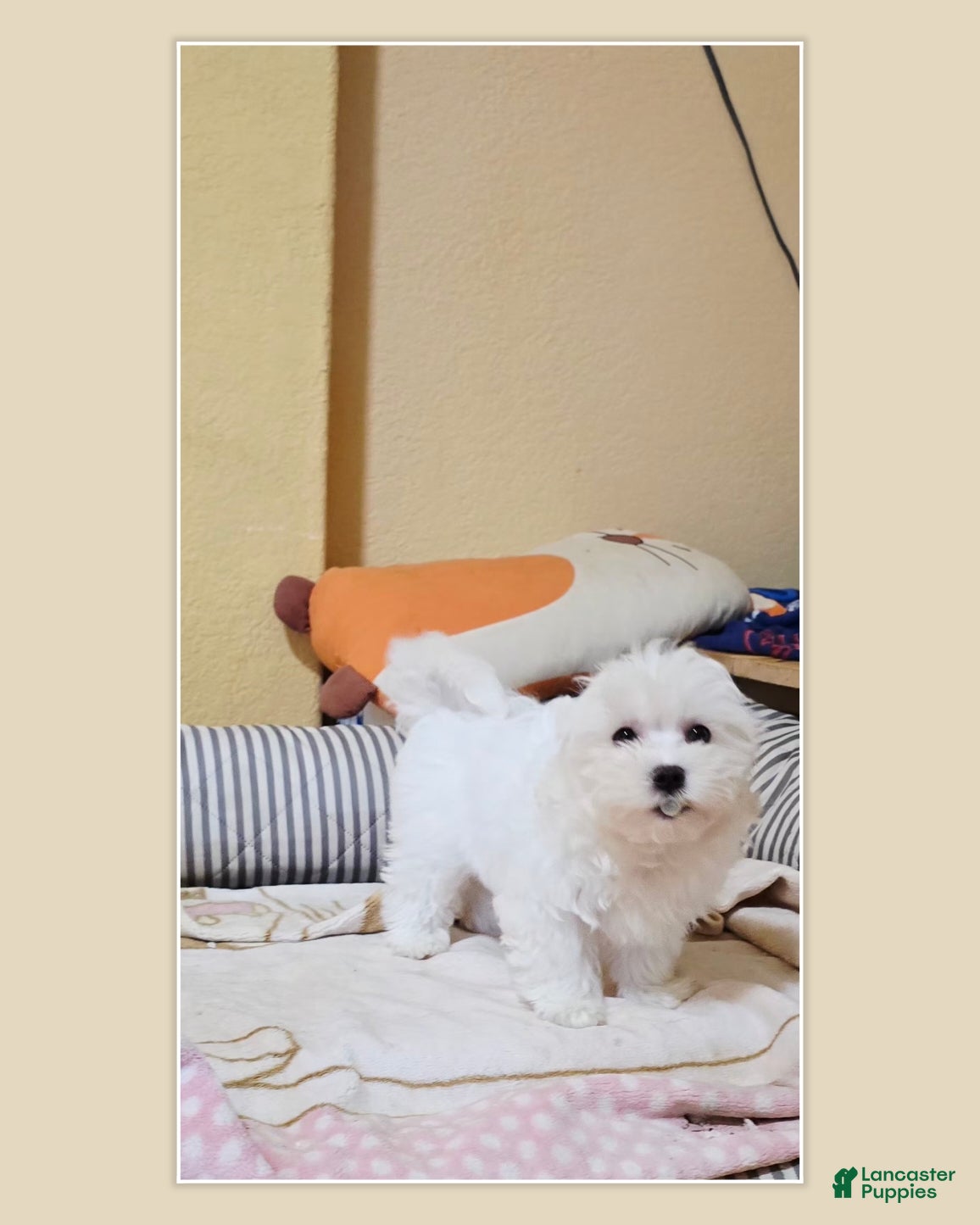Maltipoo dogs Maltipoo Puppy 2 - Ad 2