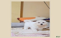 Maltipoo dogs for sale: Maltipoo Puppy 2 - Image 1