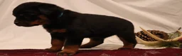 Rottweiler dogs for sale: Aubrey - Ad 3